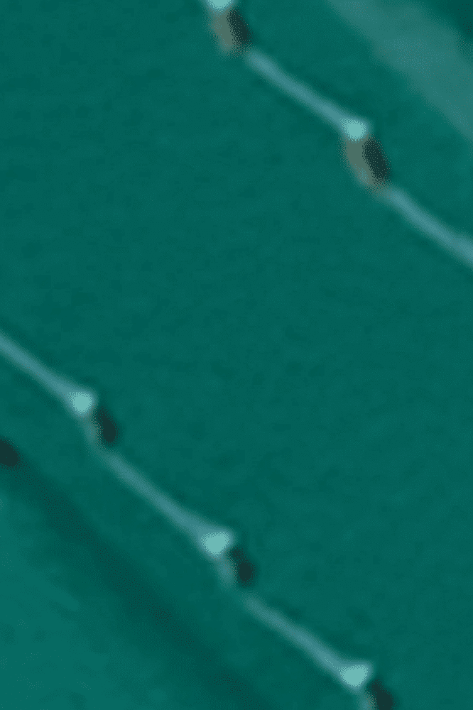 King Louie Fancy Belt Tree Green - La Vie en Rose Damesmode