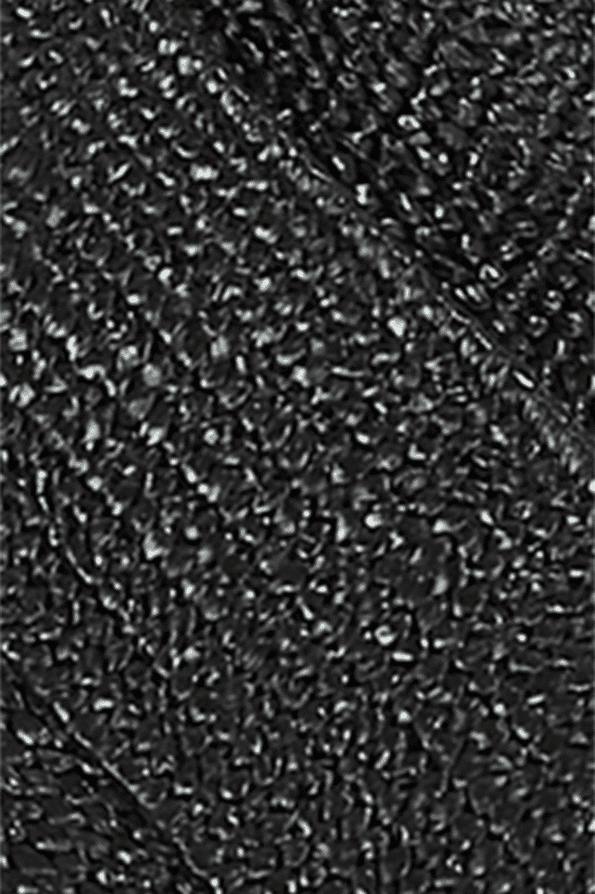 King Louie Raffia Belt Black - La Vie en Rose Damesmode